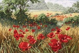        Maia "Host Of Poppies" 29*42, MEZ , APC935      