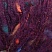  00049, purple, зеленый/красный/синий/фиолетовый, New!,ШтрихКод: 4053859454421